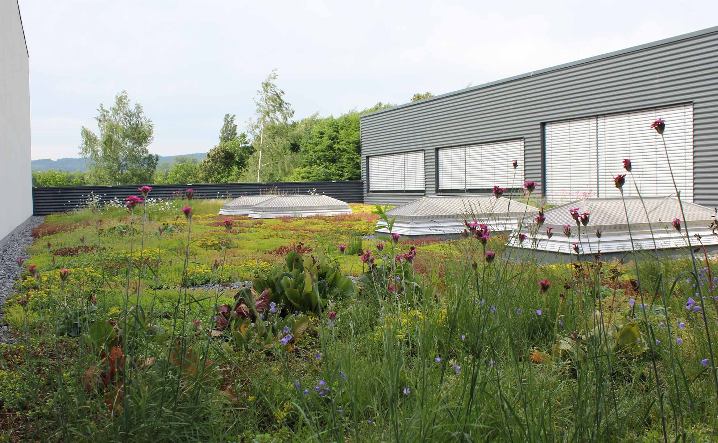 Halfar Blog – Green roofs to promote biodiversity