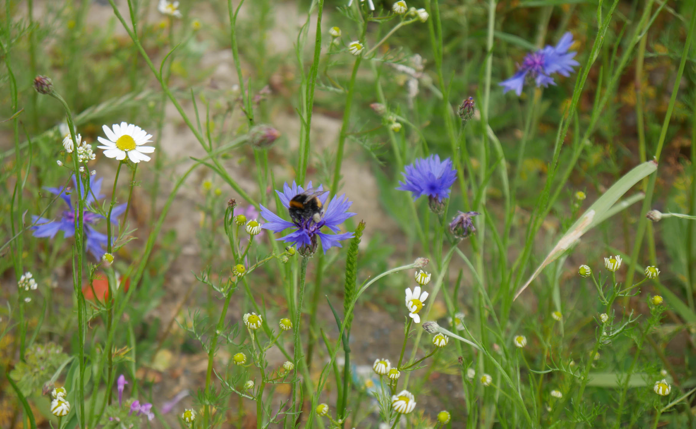 Halfar Blog – How insects are protected through sustainable measures